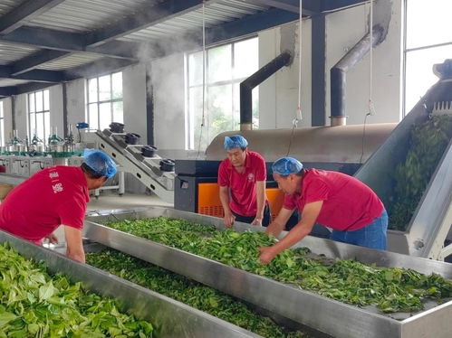 沪滇协作结硕果 加工厂助力乡村振兴